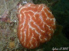Aplidium nordmanni