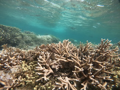 Acropora pulchra