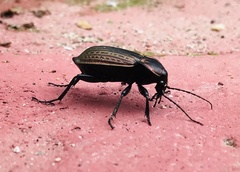 Carabus morbillosus