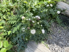 Cirsium japonicum