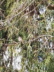 Phoenicurus ochruros