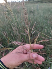 Sorghum arundinaceum