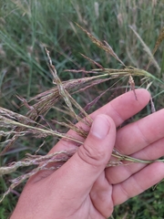 Sorghum arundinaceum