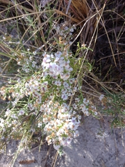 Olearia lepidophylla