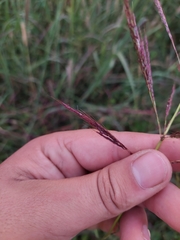Sorghum arundinaceum
