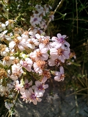 Olearia lepidophylla