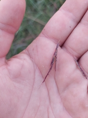 Sorghum arundinaceum