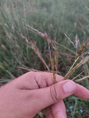 Sorghum arundinaceum