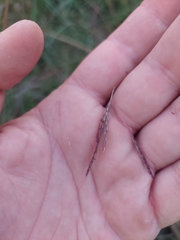 Sorghum arundinaceum