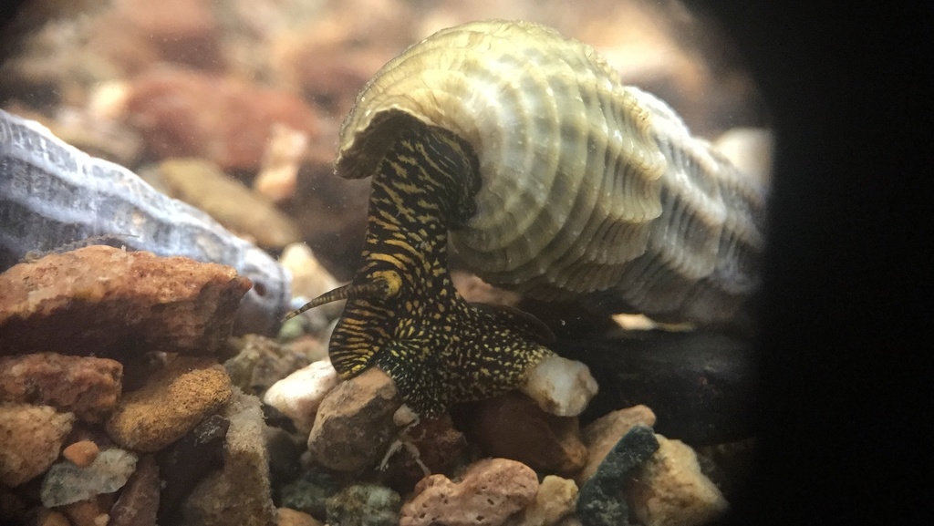 Tylomelania marwotoae