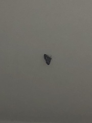 Hymenia perspectalis