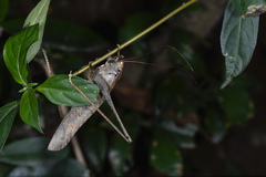 Mecopoda elongata