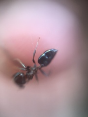 Crematogaster subnuda