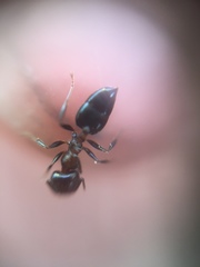 Crematogaster subnuda