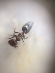 Crematogaster subnuda