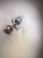 Crematogaster subnuda