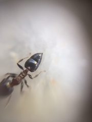 Crematogaster subnuda