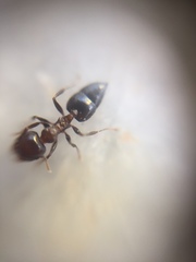Crematogaster subnuda