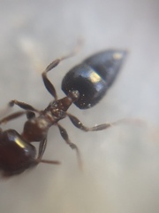 Crematogaster subnuda