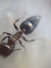 Crematogaster subnuda