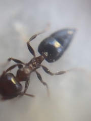 Crematogaster subnuda
