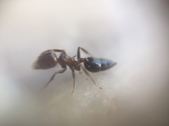Crematogaster subnuda