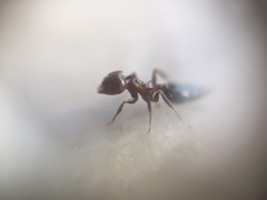 Crematogaster subnuda