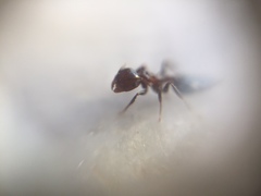 Crematogaster subnuda