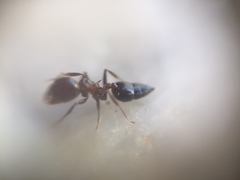 Crematogaster subnuda