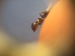 Crematogaster subnuda