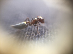 Crematogaster subnuda