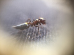 Crematogaster subnuda