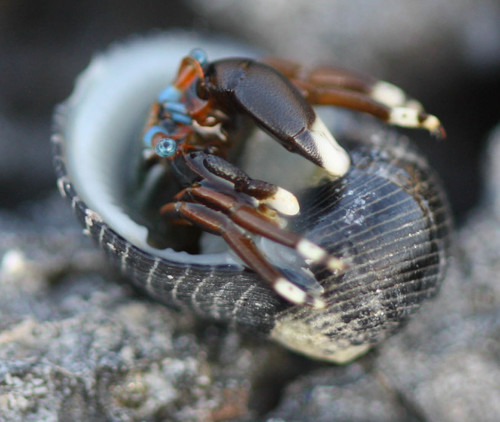 Calcinus laevimanus