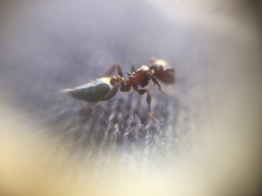 Crematogaster subnuda