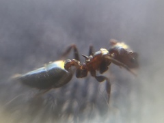Crematogaster subnuda