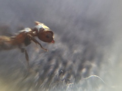 Crematogaster subnuda