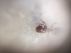 Crematogaster subnuda