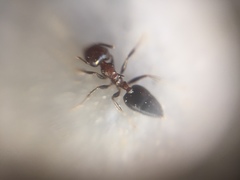 Crematogaster subnuda