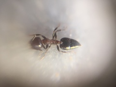 Crematogaster subnuda