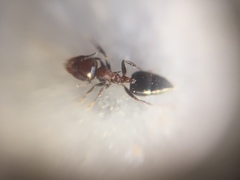 Crematogaster subnuda