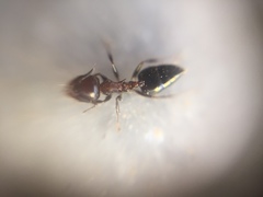 Crematogaster subnuda