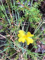 Hibbertia stricta stricta