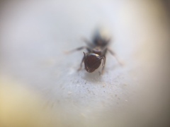 Crematogaster subnuda