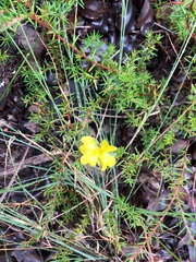 Hibbertia stricta stricta