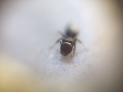 Crematogaster subnuda