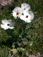 Argemone platyceras
