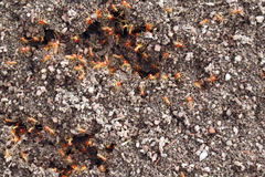 Trinervitermes trinervoides