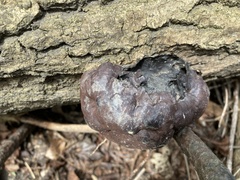 Daldinia