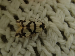 Thallarcha albicollis