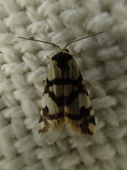 Thallarcha albicollis